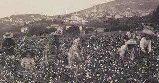 The Unpopular History of Grasse 